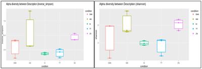 Metagenomic insights into traditional fermentation of rice-based beverages among ethnic tribes in southern Assam, Northeast India